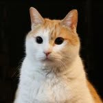 黃阿瑪的後宮生活(fumeancat)'s profile avatar