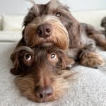 Willi and Rigatoni(wildwildwilli)'s profile avatar