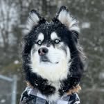 Levi, Smuckers & the Twins(@levithehuskyrescue)'s profile avatar