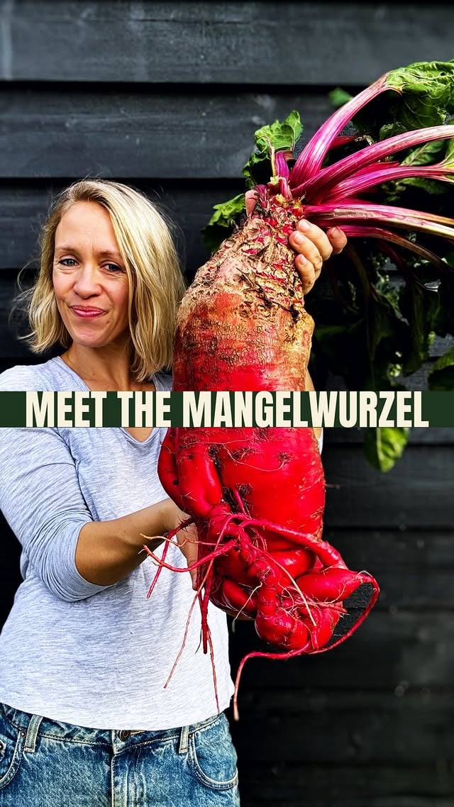 🌱 Mangelwurzel - What is it?! 🌱Let’s talk about the veg that sounds like it fell out of a Harry Potter book but is, in fact, a total rockstar root crop: the mangelwurzel!This glorious heirloom is like the quirky cousin of beetroot and sugar beet—massive, vibrant, and packed with history. Traditionally grown for livestock feed, it’s making a comeback in kitchen gardens for its incredible versatility. Eat it roasted, mashed, or even juiced if you’re feeling adventurous. The greens? Also edible. 💚Fun fact: In the 19th century, mangelwurzel-growing contests were a thing—think giant veg showdowns! 🥇 And did I mention it stores like a dream, making it a winter staple for both humans and animals!If you’re looking for a veggie that’s as much a conversation starter as it is a crop, the mangelwurzel is your new best friend. by @shegrowsveg