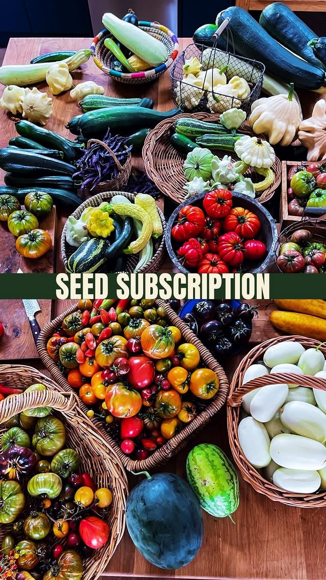 🌱 Exciting New Subscription Packages! 🌱We’re thrilled to unveil our new subscription services! We’ll be offering two different packages depending on your seed needs and wants!✨ 🌱Our seed subscriptions take all of the thinking out of growing amazing veg. Each month, we will send you the right seeds at the right time to sow them along with a postcard with a QR code that takes you to all the growing guides, videos and resources you need to succeed!✨ Get Growing Package: Perfect for beginners, this subscription delivers hand-picked heirloom seeds at just the right time, paired with easy-to-follow guides and tips to help you grow your first harvest with confidence!🌼 Seed Addict Package: For seasoned growers, this seasonal subscription offers a curated selection of rare and unique heirloom varieties to keep your garden thriving and full of surprises all year long.Let’s grow something beautiful together! 🌿📦 Sign up now via the link in our bio by @shegrowsveg