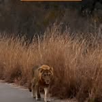 Sudafrica 🦁🦓🐘🦛🐧