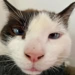 Nimbus Pronos(nimbus_pronos)'s profile avatar