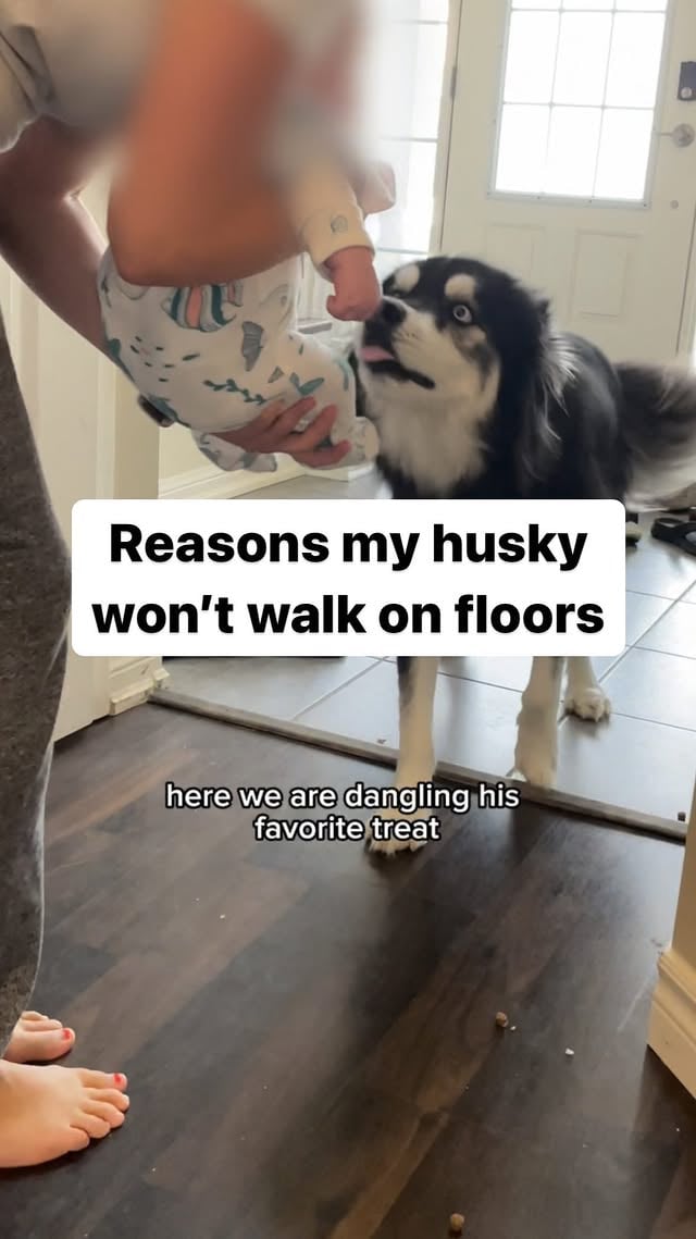 more info below 👇 I think he must have slipped on tile as a puppy because before seeing it at our friends house, he had never been on tile (since I’ve had him). But he never had problems with laminate, vinyl, or wood flooring until that day. I’ve also heard that the darkness of that flooring could have looked like the black abyss to him. after that day, he slowly started avoiding certain areas of the hardwood floors at my Boyfriend’s parents place… Eventually, he would only walk on carpets there. Everywhere we lived after that he would be fine with the floors until randomly he wasn’t. i’ve had his hips checked for injury, frequently shave the fur out of his paw pads, trim his nails, I’ve tried stickers for the bottom of his feet… I have toe grips, but they don’t stay on well for active dogs so they aren’t an effective solution for us… I had been working with him to overcome his fears and it was working, but it seemed like every time he fell asleep and woke up, he forgot that he wasn’t afraid of floors anymore. So, at this point, we have carpet paths everywhere and we bring the carpets with us everywhere, but I’m still determined to help him overcome this fear , slowly but surely, because I don’t want him to be confined to carpet his whole life…#Husky #Huskies #DogVideos #FunnyDogs #HuskyVideos by @levithehuskyrescue