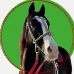 KOKBORU_ULAK(kokboru_ulak)'s profile avatar