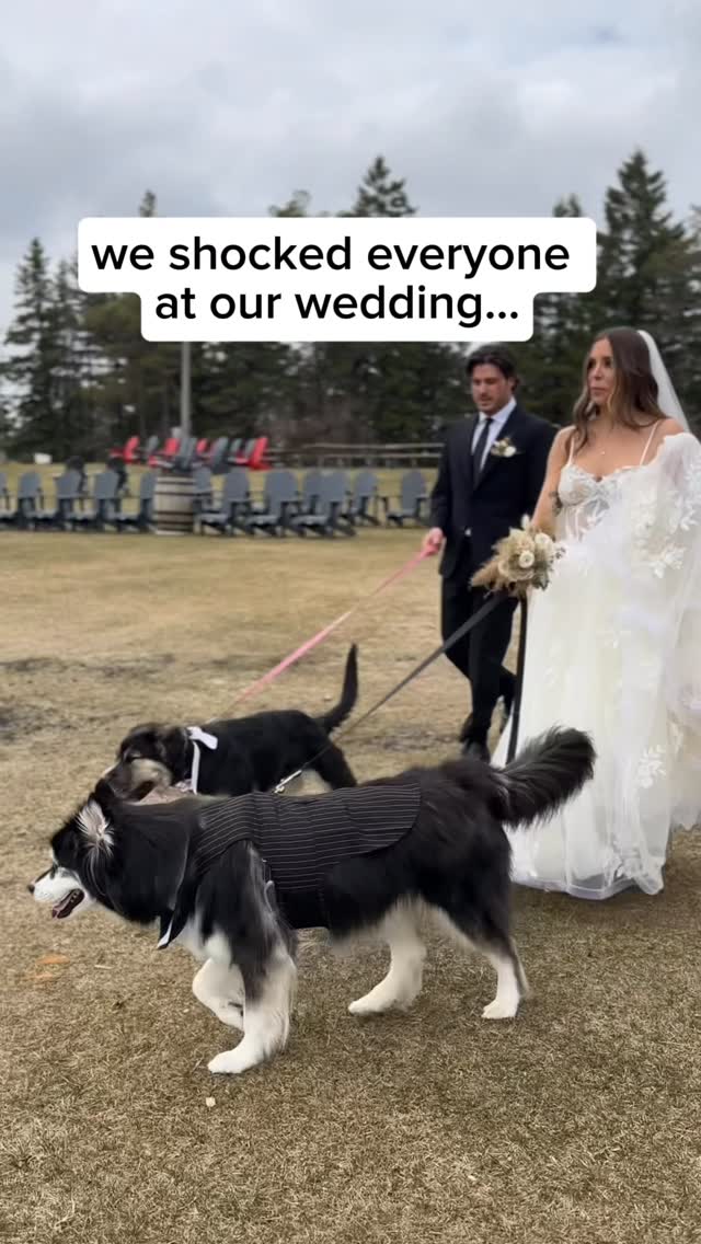 not a dry eye in the audience 🥹… I think the dogs were just as excited as everyone else 😂#cutedogs #pregnancyreveal by @levithehuskyrescue