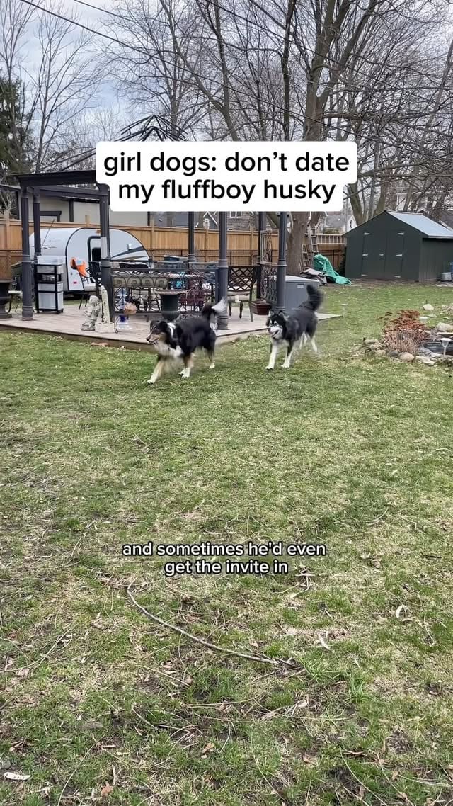 is this how the mums of all the boys I dated in my 20s felt? 🥺 #boymom #husky #huskies #dogvideos by @levithehuskyrescue