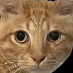 Bryan aka 黑熊他爸🐾(bryanpan1014)'s profile avatar