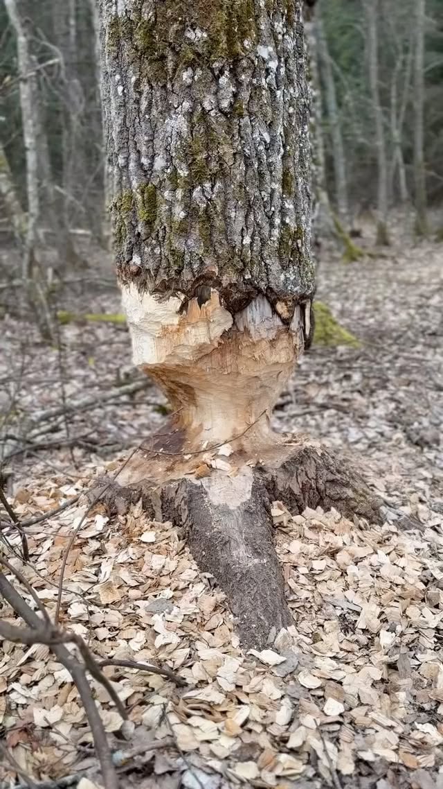 Nature’s own engineer is now in full swing in Sweden! It’s about keeping those ever-growing teeth busy. Do you know what animal it is?#conscioushunting by @fjallravenhunting