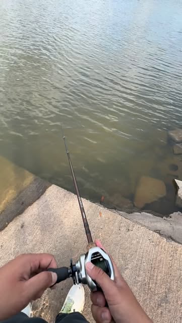 Absolutely heartbreaking. That would have been a catch of a lifetime. For context, I was just fishing for bass until I felt a hard thump to which I set the hook. At first I thought it was a rock but then it started moving. Loosening the drag was the last thing I thought about doing, I just didn’t want to lose my rod 😂

#fishing 
#bassfishing 
#fish 
#fishinglife 
#angler