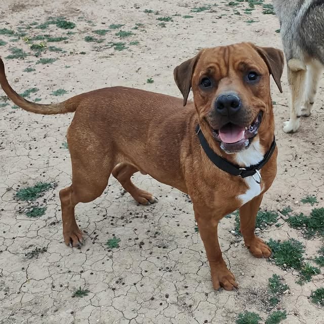 💛🩷 EN ADOPCIÓN ESPECIAL 🩷💛✨Este pelirrojo tan guapo es Taison y tuvo muy mala infancia. Tiene 2 añitos y no ha disfrutado de nada en la vida. Lo tenía un hombre mayor por capricho del nieto, sin chip, sin vacunas... el perrete llevaba desde bebé encerrado y atado en una habitación, sin apenas atención, sin salir, sin una triste caricia, si acaso algún golpe para que no hiciera ruido 😥 😞No podemos ni imaginar como se habrá tenido que sentir en ese horrible lugar.❗️Al enterarnos de su situación un pequeño grupo de personas decidimos rescatarlo, rehabilitarlo y empezar a buscarle el hogar y la familia ideal, donde nunca más vuelva a sufrir ni a sentirse solo. 👉🏽Sabemos que no es fácil, la terrible vida que tuvo sus primeros años le ha dejado traumas y secuelas, no sabia ni jugar con personas, ni con juguetes, ni con otros perros... ahora empieza a ser un perro maravilloso, alegre y simpático, pero necesita personas con paciencia. 🚨NO es un perro agresivo, pero en algunas situaciones hay que saber ayudarlo porque se asusta y se bloquea o se pone a la defensiva...🐕Taison es muy zalamero y cariñoso con todo el mundo, va saludando a cada persona que encuentra, le encanta que lo mimen y jueguen con el, esta tan falto de cariño que a veces es demasiado efusivo.👌🏽Convive sin problema con perros y gatos, estaria de maravilla en un hogar.💔Puede que Taison tenga muchas papeletas de quedarse para siempre en el refugio y que nadie quiera darle la oportunidad.... pero queremos pensar y hacer todo lo posible para que ocurra el milagro de conseguir el hogar perfecto para que Taison sea feliz 🙏🏻🙇🏻‍♀️ ✅Esta sano, con chip, vacunas y castrado.Estamos en Sueca, ValenciaContacto: 662681799👉🏽Por desgracia al ser mestizo de presa es necesario tramitar licencia PPP para su adopción. by @adoptavalencia