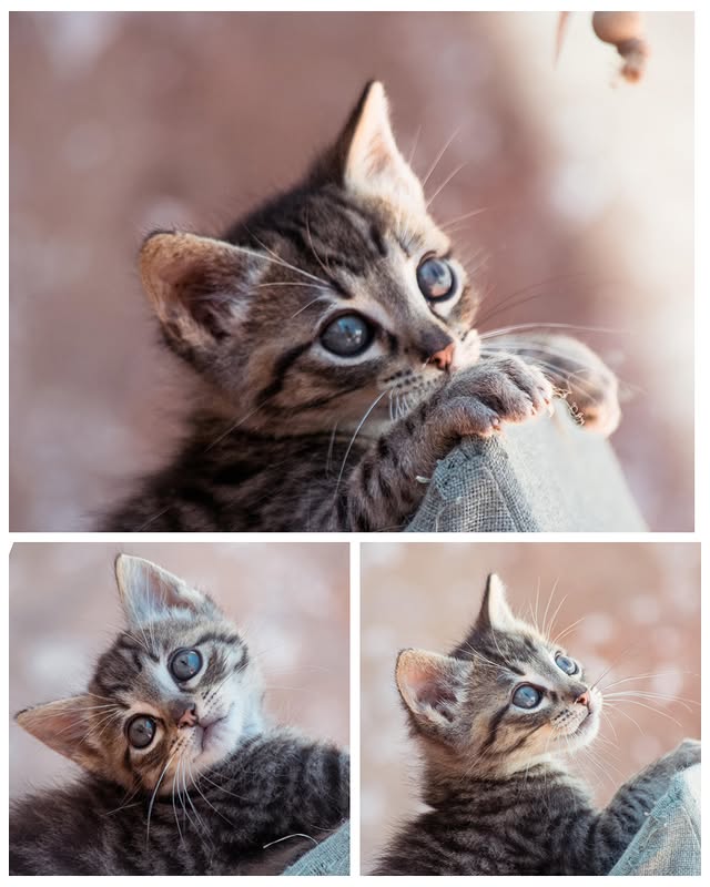 💙MARIO BUSCA L'AMOR DE LA SEUA VIDA💙Actualment té 6 setmanes i és l’únic germanet que falta per adoptar. Van ser abandonats en un parc de la platja quan tenien dies de vida. Han sigut setmanes dures, però han tirat endavant amb molt d’esforç. Ens encantaría una família amb un altre gat a casa. És molt sociable, carinyós i ja comença a jugar. És adorable i de moment, ningú pregunta per ell 😭Encara no l’hem testat perquè és molt menut i no ens ho recomanen.Per favor, sols famílies responsables ‼️🙏🏻Si no pots acollir o adoptar, dona-li a COMPARTIR.COMPARTIR SALVA VIDES ❤️‍🩹T’acabes d’enamorar i vols ampliar la família? CONTACTA’NS ✨📝 QÜESTIONARI PREADOPCIÓ 👇🏻https://forms.gle/tgLtyMh5RNmQAfydASi ens pots tirar una maneta econòmicament 👇🏻✅ BIZUM: tria l’opció donar a ONG o causa social i posa el codi 06992✅ CAIXA POPULARIBAN: ES41 3159 0048 3128 9140 4523✅ PayPal: proansu@hotmail.es✅ Grup Teaming: https://www.teaming.net/proansu-protectoradeanimalesdesueca📍 Estem a Sueca, València📲 696530119 (atenem per WhatsApp)📩 proansu@hotmail.es o missatge privat by @adoptavalencia