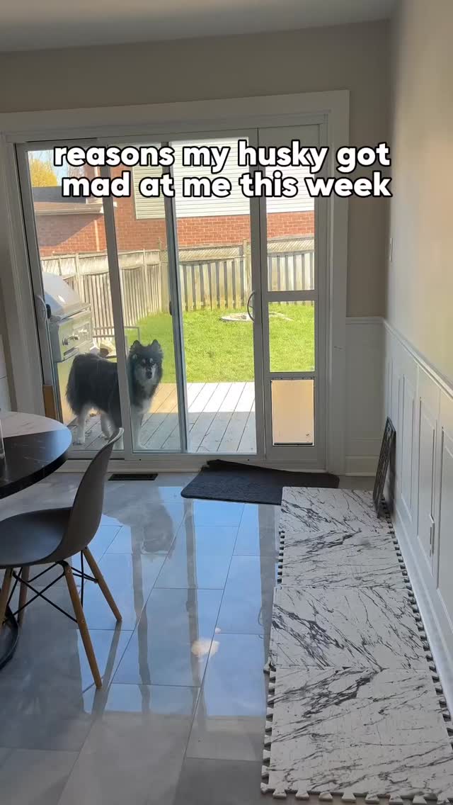 maybe I should just resign so someone more qualified can care for my husky…#husky #dogs #funnydogs by @levithehuskyrescue
