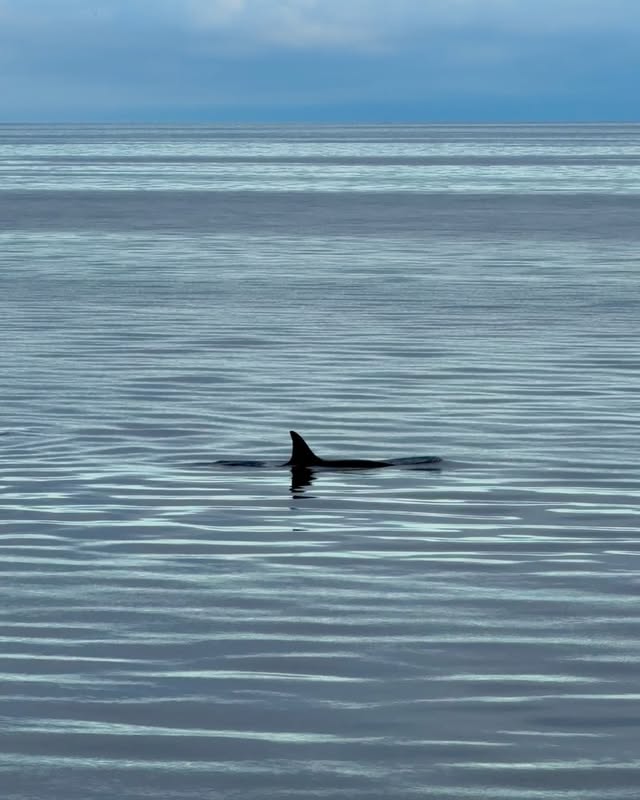 Some unforgettable moments from our @comohotels Journey: Into the Arctic 1. A family of orcas swimming by the packed ice2. Glacier calving at Lilliehöökbreen3. Young walrus napping on the iceberg at Borebukta4. Harbor seal chilling on the beach at Tinayrebukta5. Packed ice at 81 degree north 6. Hot tub with a view at 12 midnight 7. Polarfront in front of a glacier at Borebukta8. Cruising in front a glacier at Lilliehöökbreen9. Polar plunge at Lilliehöökbreen10. Midnight Sun at 11 pm12. Sea glitters#shotoniphone #roomwithaview #arctic by @lumadeline