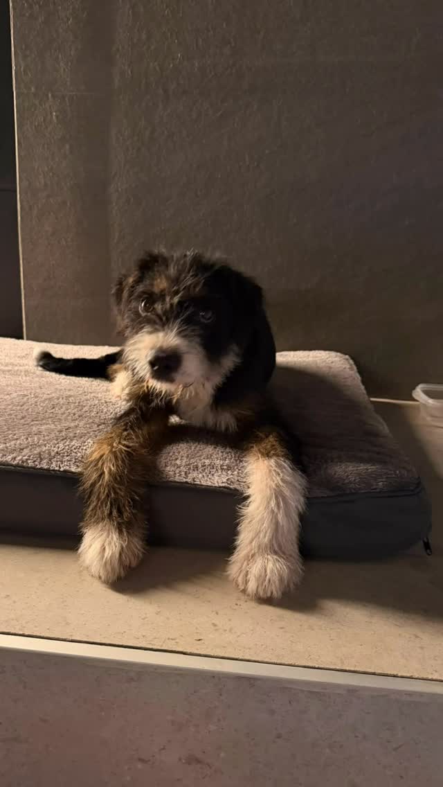 ❤️‍🩹Ayer dejaron atado a este cachorrón en una farola❤️‍🩹😔Lleno de garrapatas, sin entender qué hacía ahí.❗️La persona que lo cogió de la calle sin pensarlo no se lo puede quedar, y no lo puede tener más tiempo.👉🏽Se busca una buena familia para él. No se sabe qué raza es. Será de tamaño mediano/grande de adulto.Más info:📞722 76 40 80 (WhatsApp) by @adoptavalencia