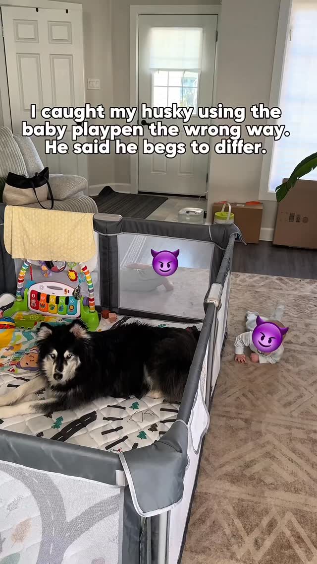 and this is why dogs should write parenting books…#husky #dogs #babies by @levithehuskyrescue