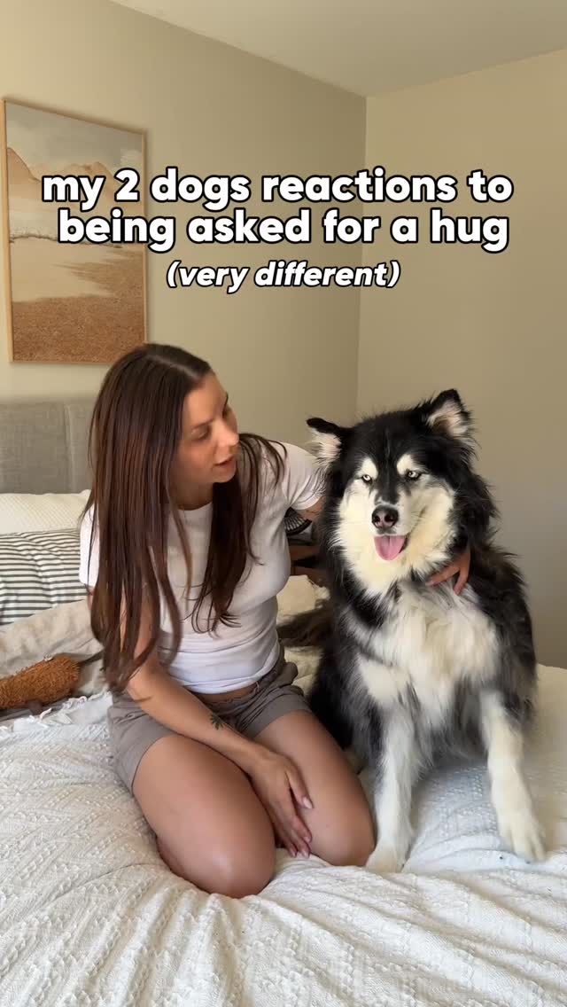 when asking your dog for a hug makes a bad day worse …🤕 IB @halfhuskybros #husky #dogs #funnydogs by @levithehuskyrescue