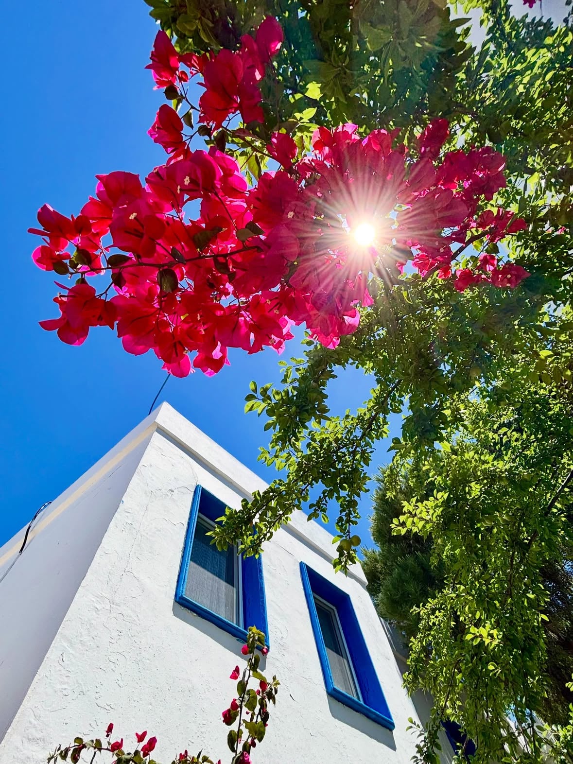 Haziran 2026 📸💫

Bodrum’dan Haziran ayına Merhabalar 🌺🌿🌺

İyi akşamlar sevgilerimle 🤍🩵🩷

#glcnersoy34 #iphonephotography #bodrum #begonvil #instagramer