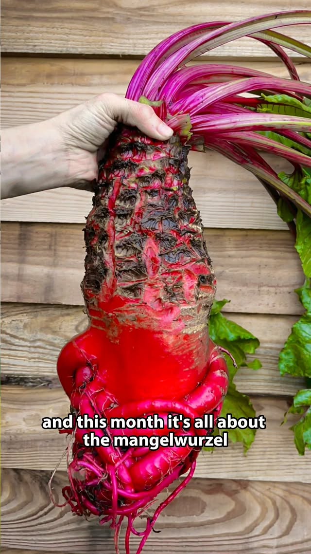 It's Give Away Time!This month it's all about magnificent Mangelwurzels A viral growing sensation on social media – we are huge fans of this forgotten heirloom that looks rather like Harry Potter’s mandrakes! Halfway between sugar beet and beetroot this easy to grow, giant veg is delicious mashed, roasted or pickled. Sweeter and less earthy than a beetroot it will sit for a long time in the field where it will also provide abundant greens.Up for grabs: A packet of each Mammoth Red and Yellow Eckendorf as well as a Make Mangels Great Again T-shirt. And if you can grow a bigger Mangelwurzel than Jamie this season he'll also throw in signed copies of his books - Nettles and Petals and Plants Need Friends Too.And for inspiration and tips throughout the growing season you can listen to our pod cast “homegrown with Martha and Jamie” with new episodes every Thursday! 😊TO ENTER:Make sure you’re following both @shegrowsveg and @homegrown_thepod Like this posttag a friend in the commentsShare to story for an extra entry Entries close on Sunday Night (7th June)Giveaway rules:This giveaway is open to UK residents only, aged 18 and over. The winner will be chosen at random and contacted via DM . Please note, the winner will only ever be contacted from this account (She grows Veg), be wary of scams! This giveaway is not sponsored, endorsed, or administered by Facebook/Instagram/Meta. by @shegrowsveg