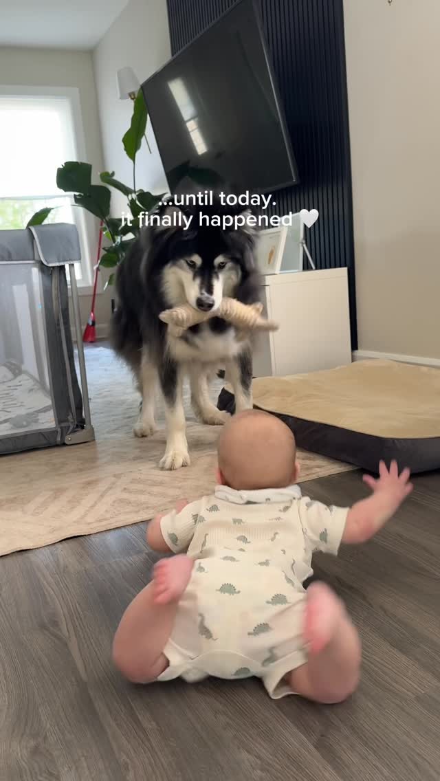 the moment my husky and baby became best friends 🥹 #husky #baby by @levithehuskyrescue