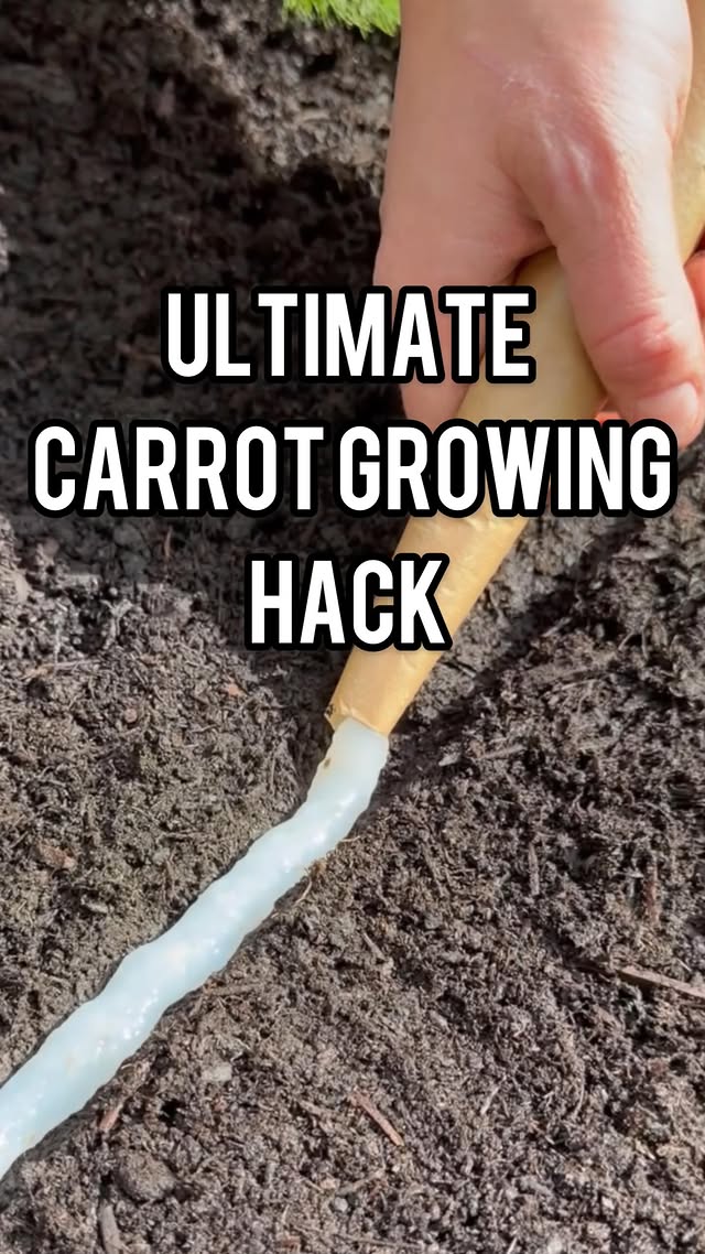 Have you ever tried this hack for growing carrots? Carrot seeds have notoriously poor germination if they dry out after sowing which can be a real problem in warmer dryer months like June. This method hydrates the seeds and most importantly keeps them moist even in hot weather to give you much better success rates. You can get a whole rainbow of different carrot seeds from @shegrowsveg and remember that @homegrown_thepod listeners get 20% off their first order with code HOMEGROWNFor more tips and tricks to get your garden thriving this summer check out our Podcast Home Grown With Martha and Jamie wherever you get your podcasts or subscribe on YouTube. And a big thank you to the brilliant @inthecottagegarden for filming this for us! #carrots #homegrown #podcast #gardening #growyourown by @shegrowsveg