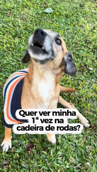 Primeira vez de cadeirinha 💙
Duque tem 9 kg, aproximadamente 4 anos, tem o movimentos das patas traseiras mas não consegue se manter todo o tempo em pé. Ele foi atropelado no ano passado e fraturou a coluna. Apesar disso tem uma vida normal de cachorrinho 🐶. Duque está em busca de um lar. Se tiver interesse entre em contato com a @focinhos.curitiba 

#cachorro #dog #pet #srd #adote