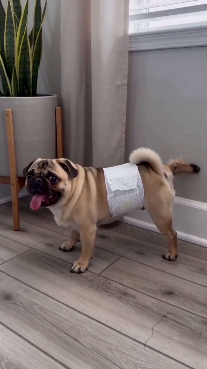 A clean, orderly home is the foundation of a calm environment—for both you and your dog. 🧘‍♂️🐕

But between shifting daily routines, unfamiliar surroundings, or natural biological phases, unexpected accidents can happen even to the best-trained companions.

HoneyCare® dog diapers are here to intercept the stress before it reaches your living space.

Completely comfortable and designed for real households, they offer temporary, hygienic relief whether your dog is facing a delicate heat cycle, a slow recovery phase, or a sudden refusal to go outside during bad weather.

Because responsible pet care isn't about perfection. It’s about being prepared. ✨

#petcare #seniordog #dogincontinence #dogdiapers #HoneyCare #doghealth #dogmom #dogdad #petparenting #dogessentials #dogsofinstagram #dogwellness #caringfordog #dogsofinsta #pottytraining