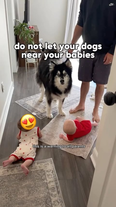 We made the mistake of allowing our dogs and babies to coexist... DISCLAIMER BELOW 👇While this video is satire, I want to acknowledge that there is real danger in babies and dogs coexisting and they should ALWAYS be supervised together. Some rules we follow in our home:• Babies are never allowed to approach the dogs. If the dogs want to interact, they can choose to come to the babies. • Dogs and babies are never left unattended together, and we watch for signs of discomfort or stress, such as lip licking, stiffness, whale eye, avoidance, or attempts to create distance. • We teach our babies not to touch dogs while they’re sleeping, eating, or resting. • Our dogs always have access to safe spaces where they can retreat away from the babies. • We never place or prop the babies on the dogs for photos or videos. If the dogs voluntarily come and lay beside them, that’s ok with us. Even the best dogs can become uncomfortable, startled, or overwhelmed, and it’s our job to advocate for both our children and our dogs 🤍#dogs #babies #dogvideos by @levithehuskyrescue