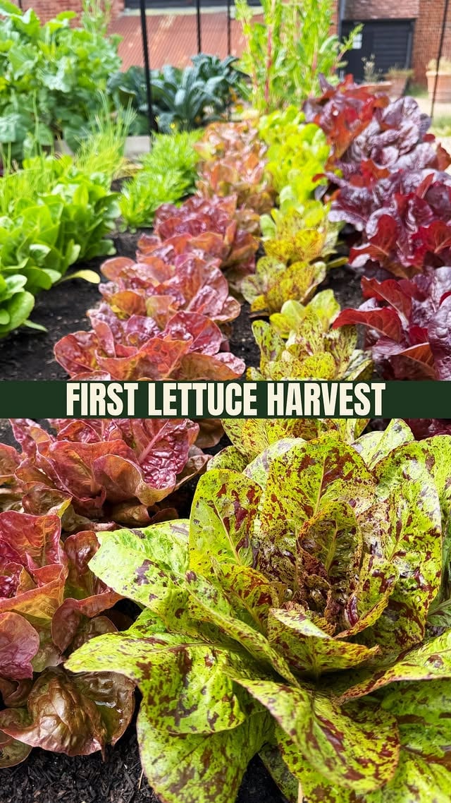The first lettuces of the season are IN!We've just pulled our very first heads from the trial garden Marvel of Four SeasonsOutredgeousArcadeSpeckled Trout That first crisp, just-picked leaf never disappoints.The golden rule now? Sow again! A little and often = salad all season long.Have your lettuces started rolling in yet? by @shegrowsveg