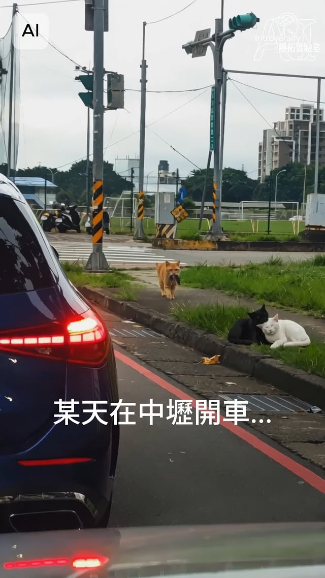 GPS導航：前方10公尺，即將抵達失戀現場。
有些事 還沒開始卻已經結束……

昨天傍晚出門採買，在路邊見證了橘貓失戀全過程。
結果此事件最大受益者，居然是那隻老鼠??

Created on @hailuoai_official 
Image by GPT-Image 2
Video by SeeDance 2.0

#隱拓日常