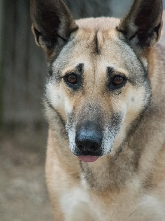 OBJECTIU⏩ ACOLLIDA O ADOPCIÓ URGENT🌿I N D I A T'ESPERA🌿Ella és India i va ser rescatada junt a Nepal i els seus bebés, qui van ser adoptats enseguida. Fa uns mesos tornaren a estar en adopció (van anar adoptades juntes però per motius aliens a elles tornaren a Proansu). INDIA és del 2017 i és preciosa per fora i per dins. No apta en gats peró molt sociable en altres gossets amb qui conviu genial. India és un tros de pa, és invisible i no s’ho mereix. Busquem ACOLLIDA o ADOPCIÓ. La seua compi Nepal ja està adoptada i s'ha quedat sola 😭 estaven molt unides... Mereix també tindre sort. T’ANIMES A AMPLIAR LA FAMILIA? ✨Per favor, si no pots adoptar, dona-li a COMPARTIR.COMPARTIR SALVA VIDES ❤️‍🩹T’acabes d’enamorar i vols ampliar la familia? CONTACTA’NS ✨📝QÜESTIONARI PRE ADOPCIO 👇🏻https://forms.gle/tgLtyMh5RNmQAfydA✅BIZUM: tria la opcio donar a ONG o causa social i posa el codi 06992.✅CAIXA POPULARIBAN ES41 3159 0048 3128 9140 4523✅Cuenta paypal: proansu@hotmail.es✅Grupo teaming: https://www.teaming.net/proansu-protectoradeanimalesdesueca📍Estem a Sueca, Valencia📲696530119 atenem per watshapp📩proansu@hotmail.es o privat by @adoptavalencia