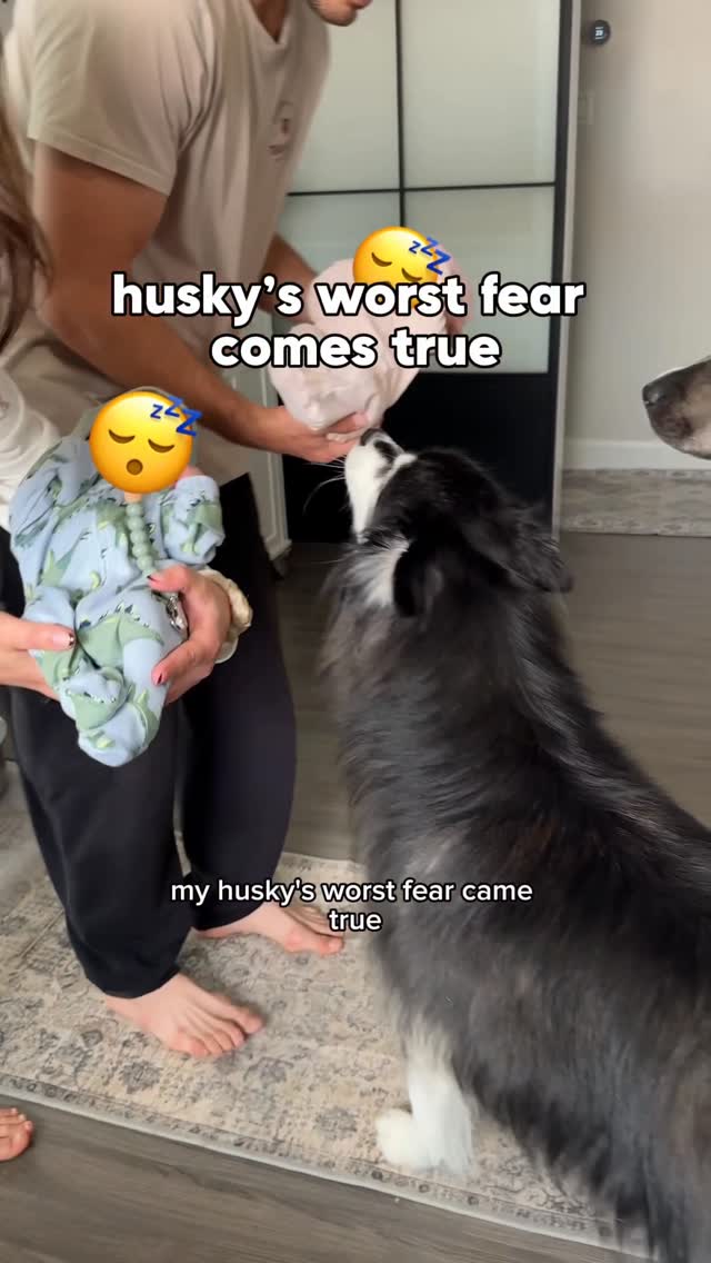 imagine my husky’s horror when he first saw the skin puppies… #husky #dogs #babies #funnydogs by @levithehuskyrescue
