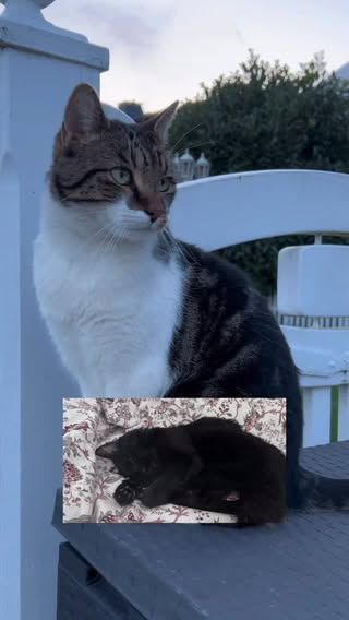 RIP 🌈🕊️🐈‍⬛ kleiner Felix.. 

#rip #cat #felix #wurmi #catlove