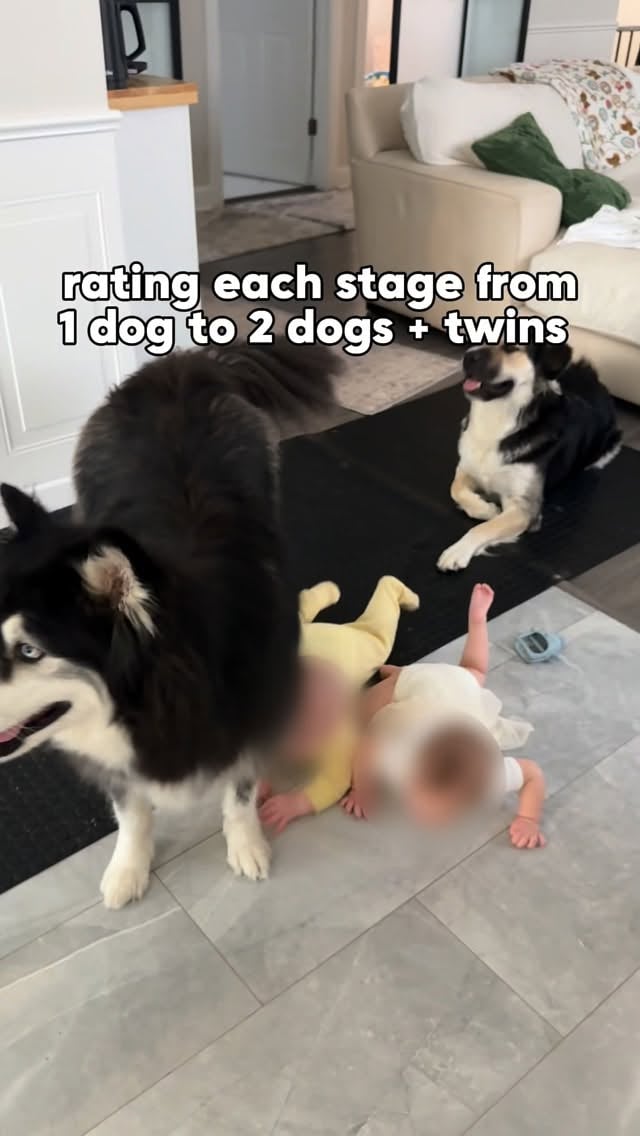 I fear the worst is yet to come 🫣 #dogs #babies #dogvideos by @levithehuskyrescue