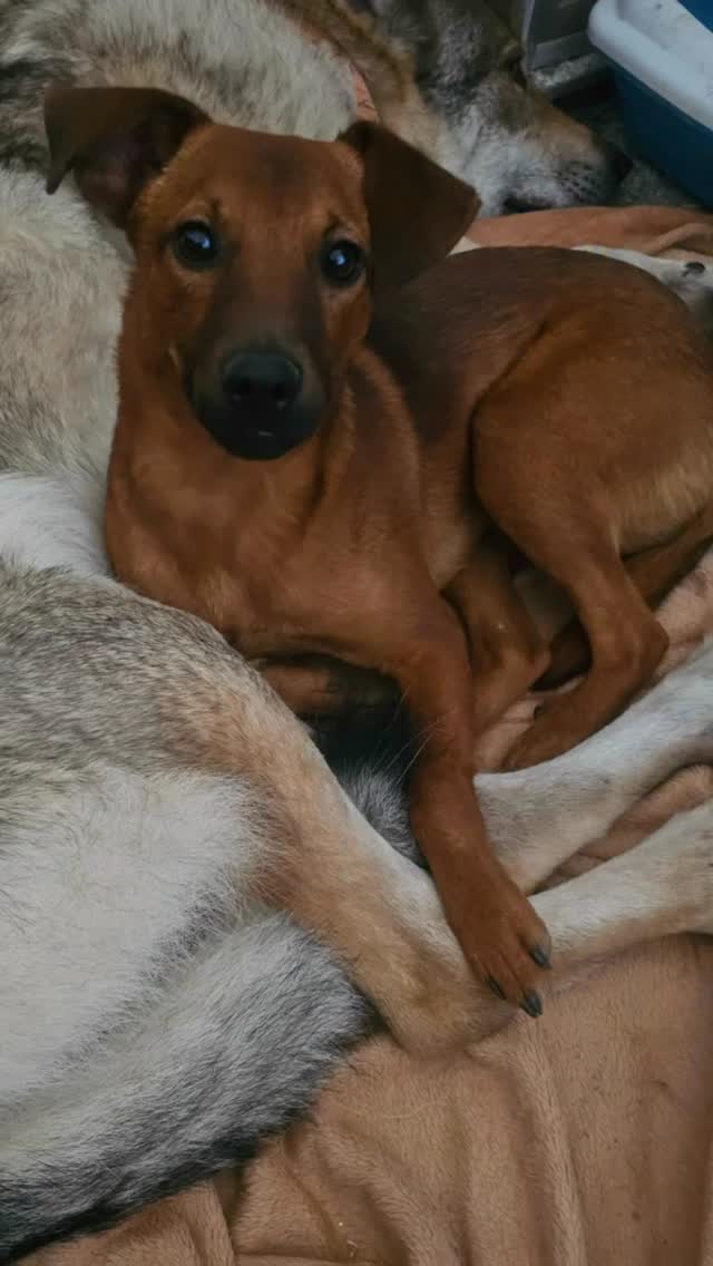 🦴💜Buscamos una buena familia para MICKEY💜🦴Mickey es un cachorrete de tamaño pequeño de unos 10 meses aproximadamente.Fue rescatado hace unos meses con su papá, ambos abandonados en una gasolinera. Por desgracia, al llegar al refugio su padre se escapó y no se ha vuelto a dejar ver por ninguna sitio😔❤️‍🩹Mickey llegó con muchísimo miedo y desconfiando de cualquier humano.💫Pasados estos meses, ahora se acerca a nosotras incluso juega como podéis ver en el vídeo. Pero para eso ha hecho falta tiempo y paciencia.💛Mickey necesita una familia con más perros,es muy sociable con otros animales y busca su compañía. Además le ayudará mucho para sentirse seguro y sociabilizar mejor con los humanos.👉🏽Familias comprometidas con paciencia y tiempo para dedicarle. ❗️Muy responsables que entiendan la importancia de ser cautos (no soltarle en espacios abiertos, ganarse su cariño dejándole espacio y respetando sus tiempos)Más información:📞 617 19 81 53 (whatsapp) by @adoptavalencia
