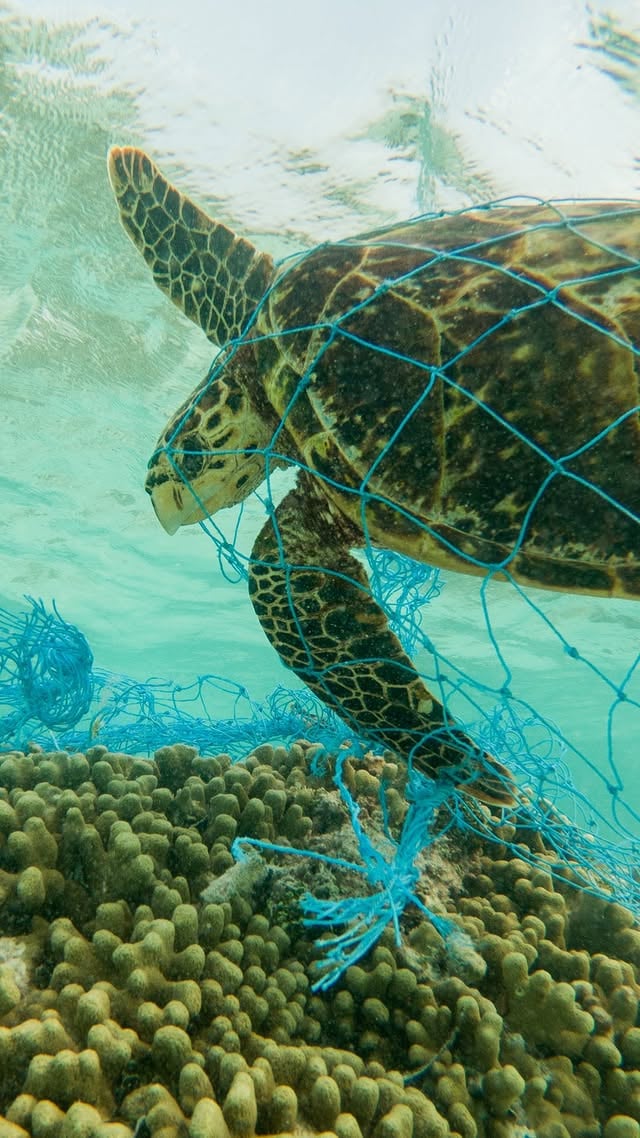One of the biggest threats to our oceans is hiding beneath the surface. And most people have never heard of it.It’s called entanglement — and it’s one of the deadliest threats facing marine life today.Abandoned fishing gear can trap marine animals like dolphins, seals, sea turtles, and whales, making it difficult, or sometimes impossible, for them to swim, feed, or reach the surface to breathe.But there is hope. Organizations like @ifawglobal are working to protect our oceans and rescue animals affected by entanglements.This World Ocean Day, let’s protect the life beneath the surface. 🐋🌊Things you can do to reduce your impact on the ocean:1️⃣ Reduce single-use plastics2️⃣ Use reef-safe sunscreen3️⃣ Wash synthetic clothing less often4️⃣ Reduce fertilizer and pesticide use to limit runoff into waterways5️⃣ Support IFAW and other organizations that protect marine ecosystems and fight to reduce ocean pollution#WorldOceanDay by @annikanoelle