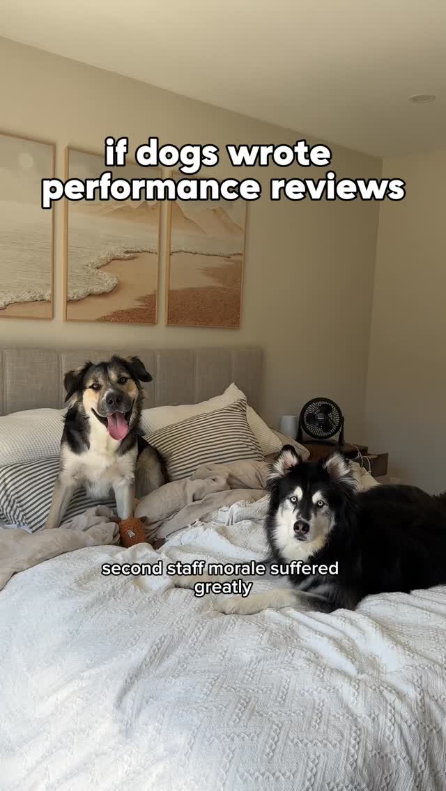 not a stellar performance review from my husky… #husky #dogs #dogvideos by @levithehuskyrescue