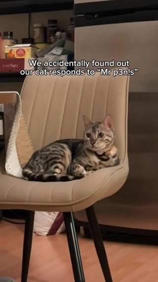 HIS NAME IS ASH!!! Not close AT ALL to Mr peepee!!😭😭 

#cat #cats_of_instagram #cutecat #comedy #petstagram