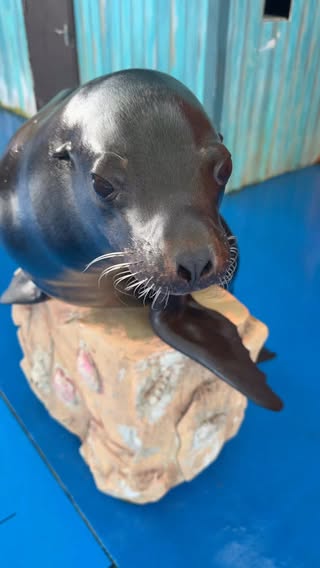 Reggie goes “Ah ar ar” → Picasso is dying to speak 😆#funnyanimals #sealion #reggie #picasso