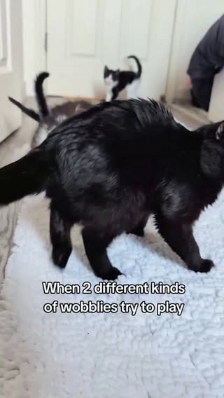 Rumor has it, they are still trying to actually play.

Watching two different brands of wobbly trying to wobble with each other has been a joy.
#babycorncat #cerebellarhypoplasia #wobblycat #dwarfcat #kitten