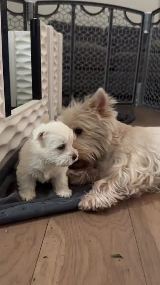 The fiercest attack by the tiniest fluffballs. Mom never stood a chance! 🤍🐾