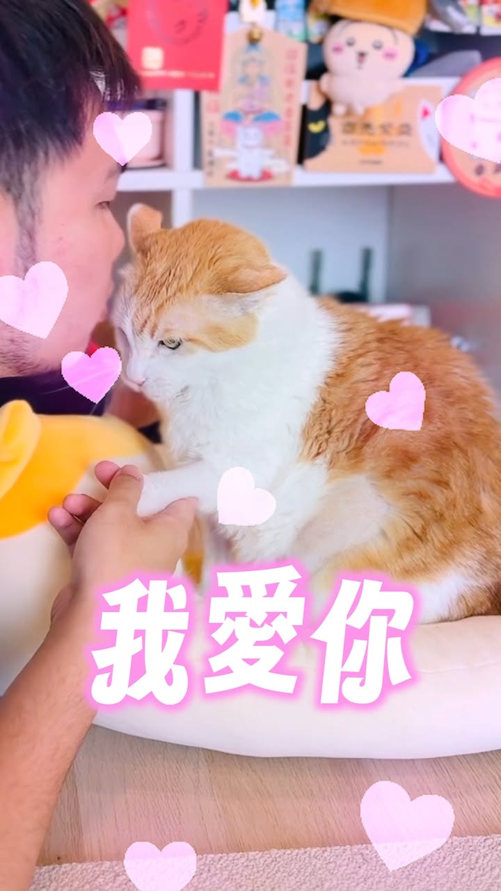 來分享怎麼把阿瑪養到19歲的！
我們平時會注意的八件事～

・每年健康檢查
・偶爾帶阿瑪曬曬太陽（需評估貓咪個性、外出穩定度）
・讓阿瑪睡飽飽
・定時更換貓咪飲用水
・嚴格控制零食量
・根據阿瑪的需求補充保健品
・飼料選擇法國皇家的15+歲老貓乾糧和濕糧
法國皇家新推出的11+歲及15+歲老貓乾糧和濕糧，是為了提供老貓更全面營養而研發的，阿瑪試吃後適口性也很不錯，讓我們放心更換飼料！

再來是最最最重要的一點，
就是每天都讓阿瑪感受到我們對他的愛～
常常對他說「我愛你！」跟熱情的吻！

#我的健康貓瑞養成計畫 #法國皇家 #RoyalCanin #用最好陪他健康到老