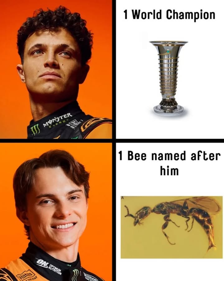 The fact that his fanbase is called PiastriHive makes it even funnier

via formuladank, piapilled, prfectlysplndid
—————
A newly discovered prehistoric insect has been named after McLaren Formula 1 driver Oscar Piastri. While often referred to colloquially as a “bee” or “bug” by fans online, the creature is actually a 98-million-year-old flat wasp species officially cataloged as Gwesped piastrii. Researchers at the Nanjing Institute of Geology and Palaeontology discovered the tiny fossilized insect perfectly preserved inside a piece of Burmese amber from northern Myanmar. The scientists chose to honor the young Australian driver because the vibrant, golden hue of the prehistoric amber instantly reminded them of McLaren’s iconic papaya orange team livery.