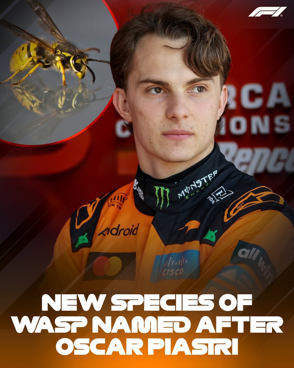 A newly-discovered species of wasp has been named after Oscar Piastri - 'Gwesped piastrii'

Found in Burmese amber in northern Myanmar, the researchers chose to honour Oscar for his achievements in Formula 1 as the amber reminded them of McLaren papaya 🧡

#F1 #Formula1 @oscarpiastri @mclarenf1