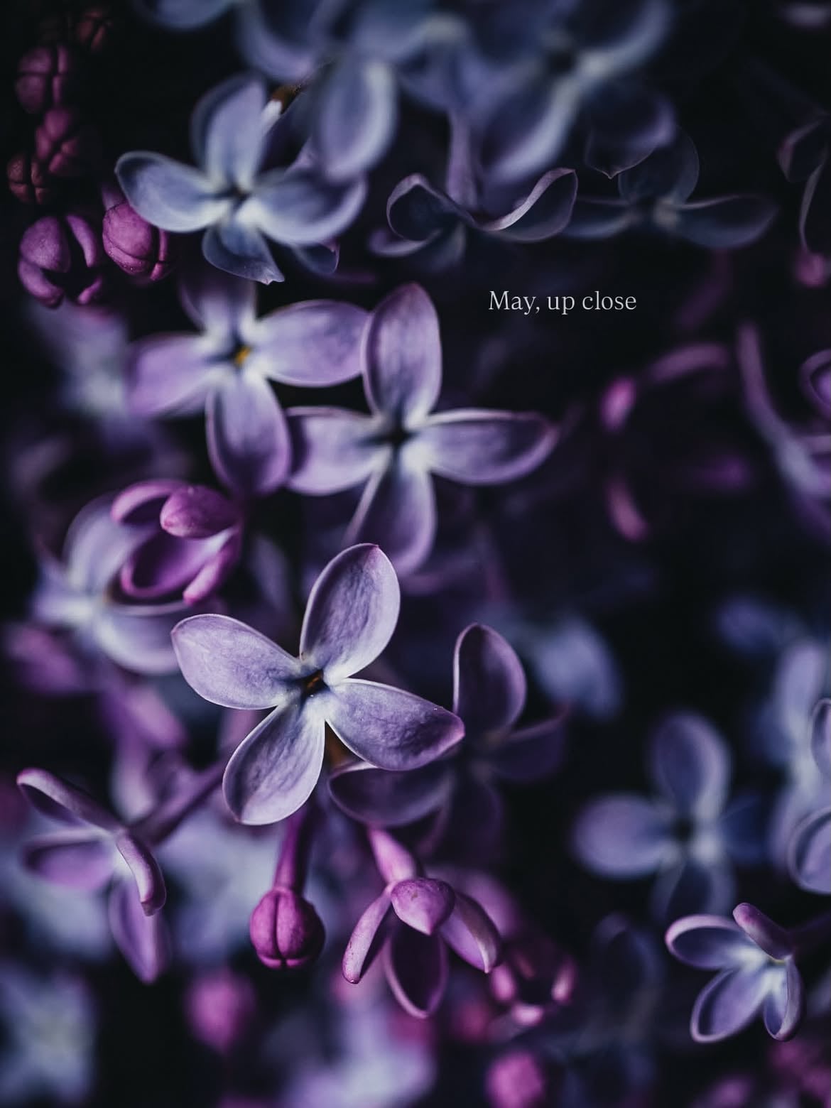 The closer I look, the more beautiful this season becomes 🌸 May is filled with color, soft light and small moments that are easy to miss if you’re not paying attention. Which one is your favorite? 🤍 #macrophoto #macromagic
