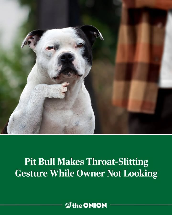Pit Bull Makes Throat-Slitting Gesture While Owner Not Looking
