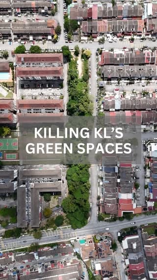 2 years in the making, this project is super personal to me. Every animal / bird you see In this vid was shot right outside my apartment here in KL. This green space, under the protection of the federal office of Wilayah Persekutuan is being slowly gutted. 

You can find out what areas of KL have been designated protected green spaces at the link below. Huge shout out to the amazing Hannah Yeoh and her team who are pushing for KL to expand its green areas. A direct quote from her FB below…

‘As the city becomes increasingly dense and development pressure continues to rise, the MADANI Government has chosen to protect, rather than sacrifice green spaces that are the people’s right. This is an important step towards making Kuala Lumpur a “sponge city”, so that the city is not only more flood resistant but also cooler, more comfortable, and better suited to the daily lives of city dwellers’

So what’s the story? 

2 years ago 1 man came and ring barked 8 trees (Ring barking is when someone removes a trees bark to expose it to the elements, usually this results in the tree catching a disease, or not being able to send the proper nutrients to it’s self. Resulting in the tree dying in a few weeks or months) 

The guy that did this has told us he cut the trees so he could convert this space to his own personal garden. Since he started he has expanded the area slowly. We have been asking him since he did this, to at the very least just use the space he has and not expand the area any further. Each time we are met with aggression and claims that he can do as he wishes with the land. 

This area is home to over 30 species of birds, mammals and countless reptiles. I usually work from home and being able to watch the animals nest, feed and shelter in this area is genuinely the hi light of every day for me. I am absolutely heart broken that the area is being cut in half for 1 mans vanity project. If more people had the same attitude as this guy, KL’s green spaces would vanish pretty quickly. 

Continued in comments...

#kualalumpur #nature #birding #wildlife #malaysia