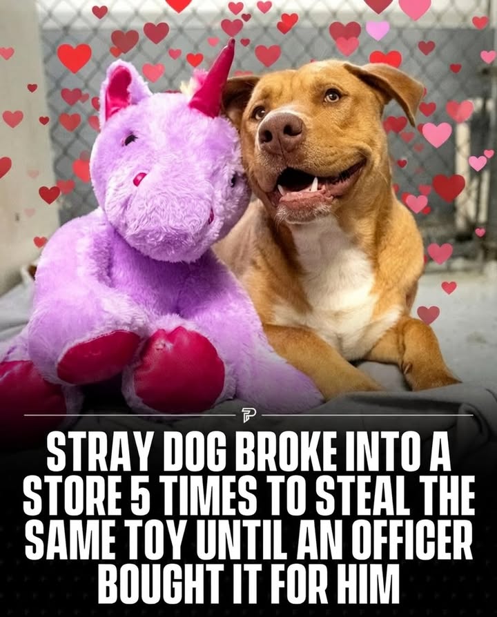 Sisu kept breaking into the same store just to steal one thing, a purple unicorn.

After he was caught doing it multiple times, an animal control officer showed up and decided to buy the toy for him instead. Soon after, Sisu finally found a forever home… and yes, the unicorn went with him.

(via: Duplin County Animal Services)

-

#Viral #Pubity