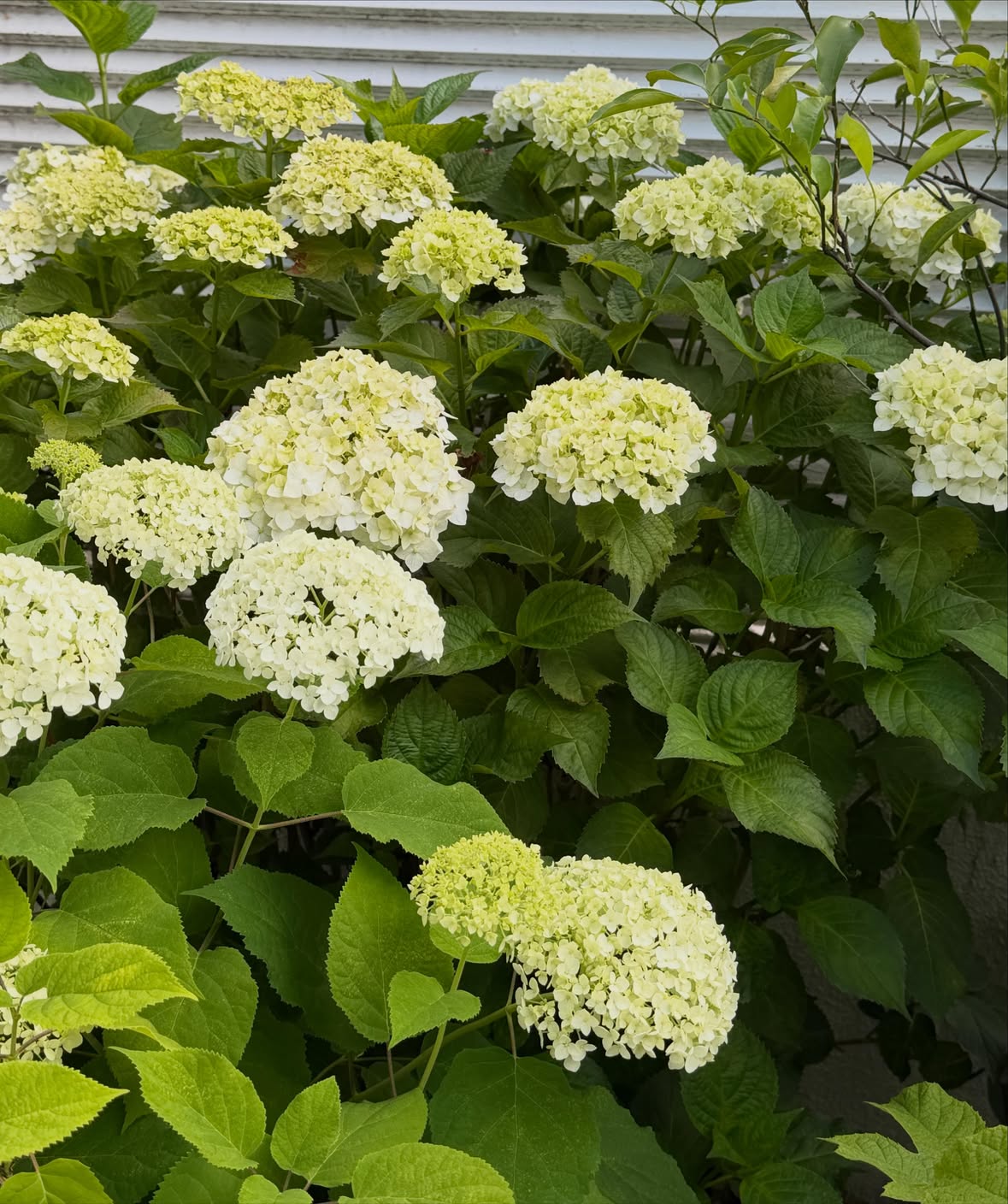 みなさんおはようございます。
我が家の紫陽花がどの花も満開に近いのです。
いつも横か前ばかりなのできれいなうちに上から写してみなさんに見ていただきたく台に乗って写してみました。2枚目の写真に私の足が写っています。紫陽花いつもと少し違う感じがしますか？
昨日のお昼ごはんは野菜を使って！
まずはとうもろこしの網焼き、
とっても甘い！
ズッキーニのグリル、
塩とパルメザンチーズと黒胡椒をかけたら絶品！
ふきの煮物、
せりと三つ葉のお浸し、あとは残りもので。
昨日も地下室の整理をやりました。
この器は４つとも入れ子になっていてもうだいぶ前に陶芸家の濱田さんに作っていただいたものです。この器にはかぶの絵が描いてあってとても貴重な作品です。ちょっとでもサイズを間違えたら入れ子にならない！大変なお仕事だったと思います。濱田さんに感謝しながら丁寧にこれからも使い続けます。
夕方いただいた紫玉ねぎと豚の肩ロースの煮込みを！
肩ロースは塩をして焼き付けて、スライスした玉ねぎは半分は炒めて肩ロースを乗せ、ニンニク、残りの半分の玉ねぎはそのまま上に乗せ白ワインと水を少し入れてひたすら煮ました。2時間以上！味つけは塩だけ！
感動する味！びっくりするほど美味しかったー！
みんなで食べながらビールで乾杯！
今日もありがとうー
お疲れ様でした。
もやしか私が手を握っていたら安心したのか寝てしまったー。
みなさん今日も楽しい一日を過ごしてねー。
私は今から試作と地下室の整理をします。ギターも練習しないと！
玲児さんにも美味しく出来た玉ねぎと豚肉の煮込みをプレゼント、ビールもね。
#栗原はるみ  #kuriharaharumi