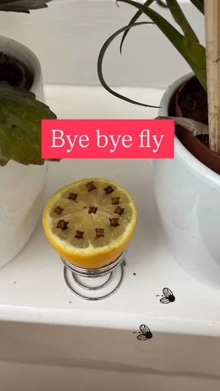 Fly deterrent (especially bluebottles) - without the toxic sprays or aerosol cans.
#insect